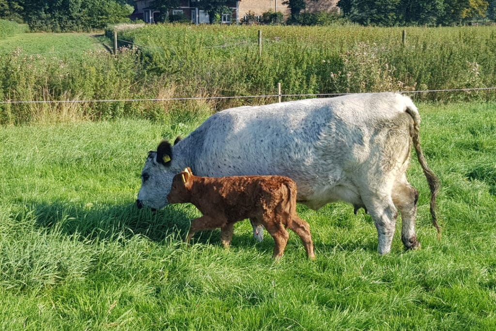Galloway1